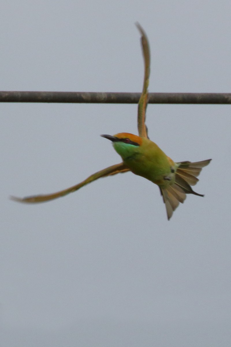 Asian Green Bee-eater - ML620441208