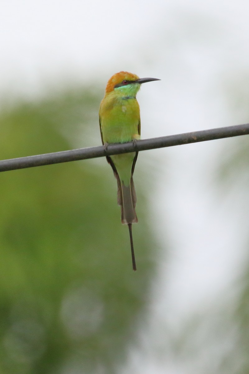 Asian Green Bee-eater - ML620441209