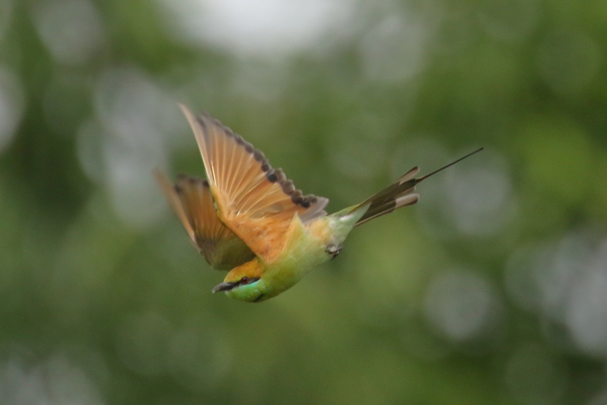 Asian Green Bee-eater - ML620441210