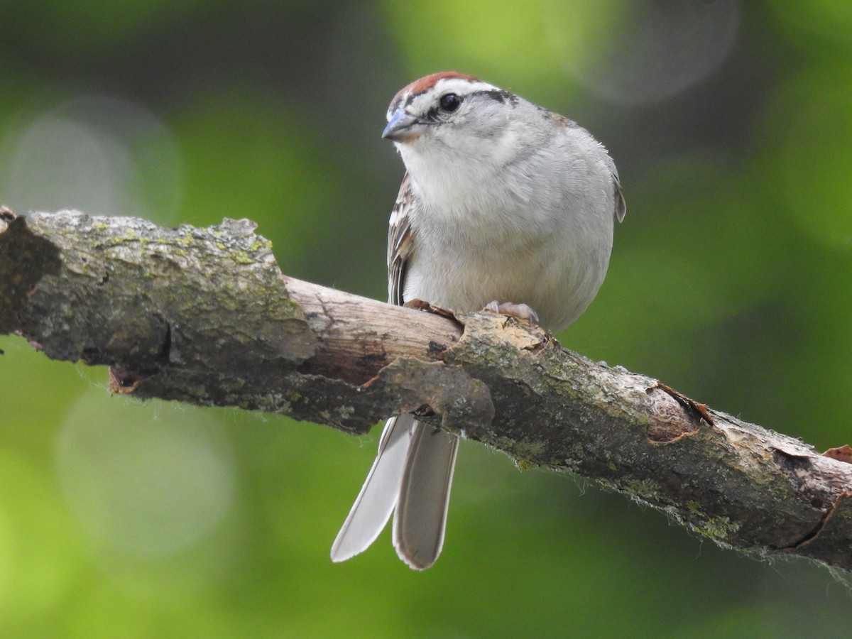 Chipping Sparrow - ML620441212