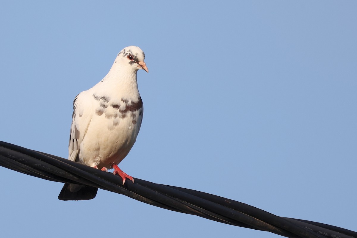 Rock Pigeon - ML620441213