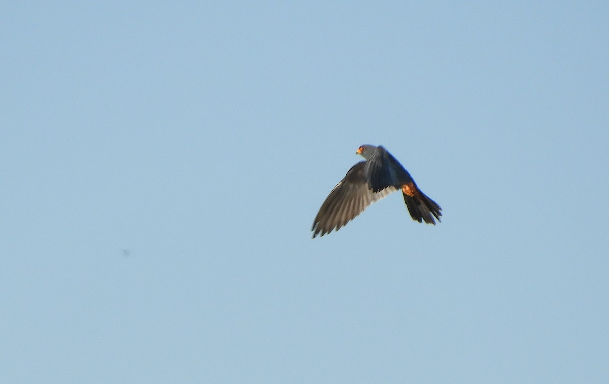 Red-footed Falcon - ML620441218