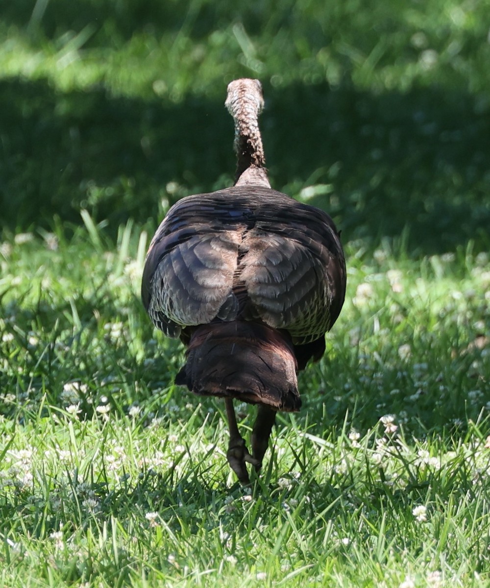 Wild Turkey - ML620441229