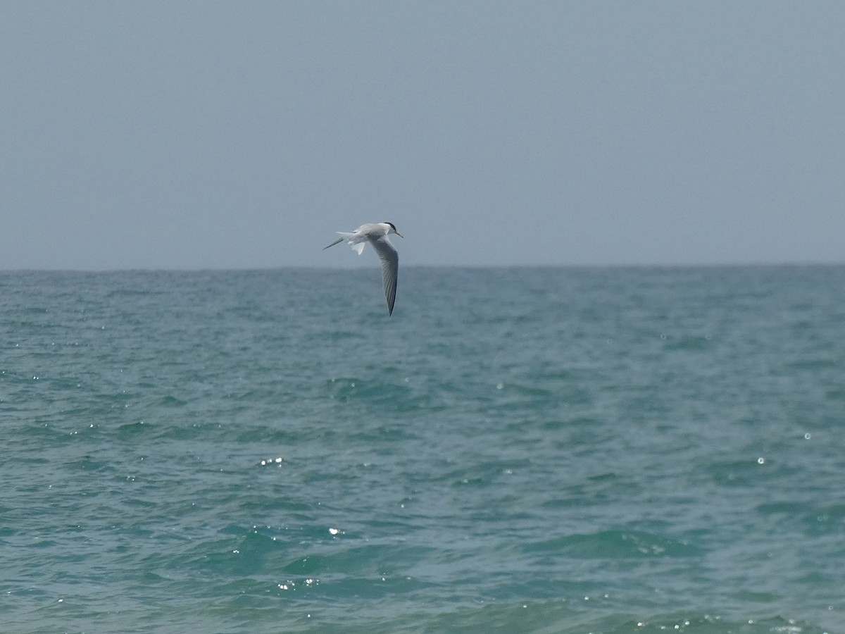 Little Tern - ML620441230