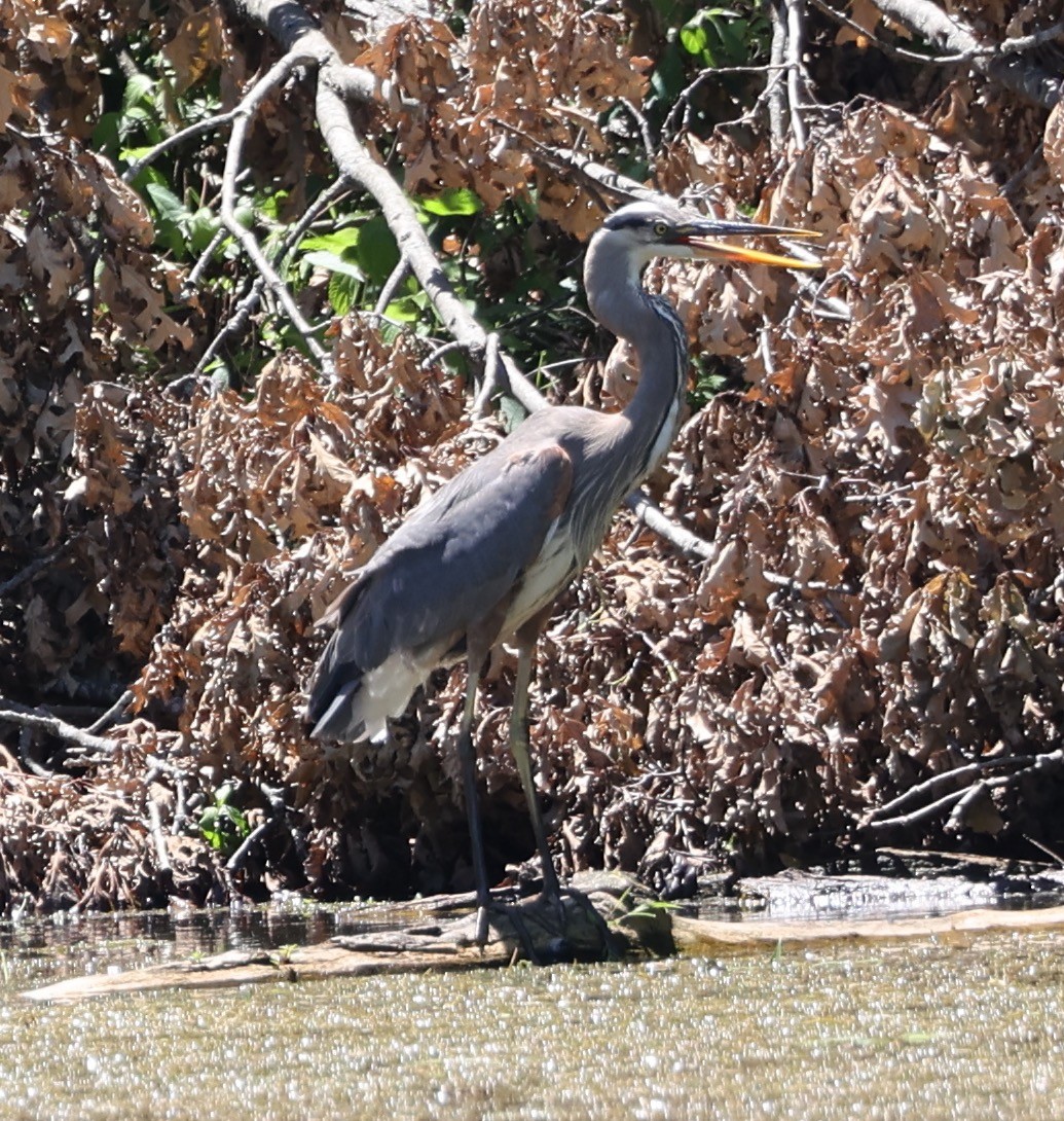 Great Blue Heron - ML620441231