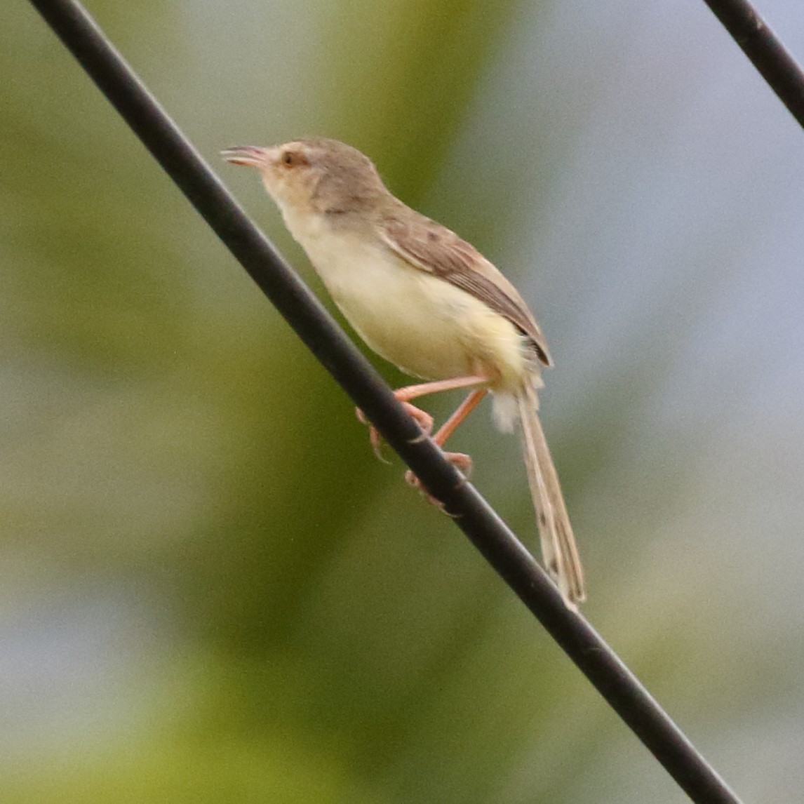 Plain Prinia - Paul Anderson