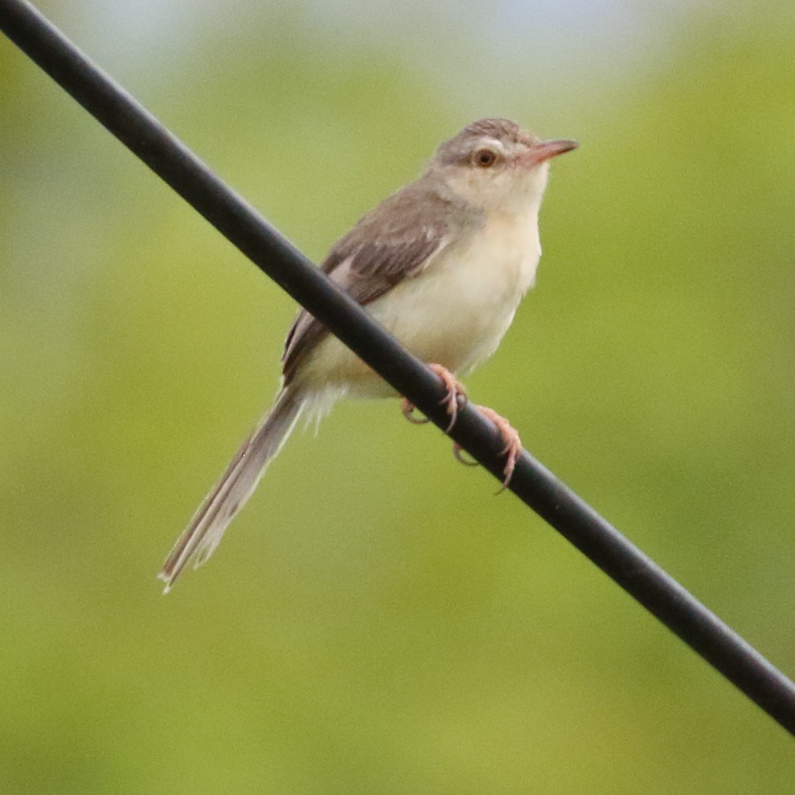 Plain Prinia - ML620441236