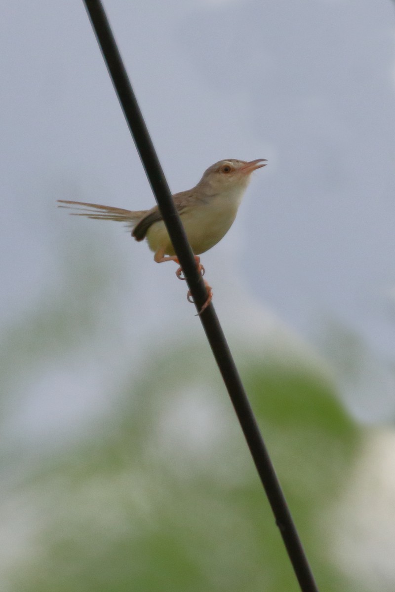 Plain Prinia - ML620441237