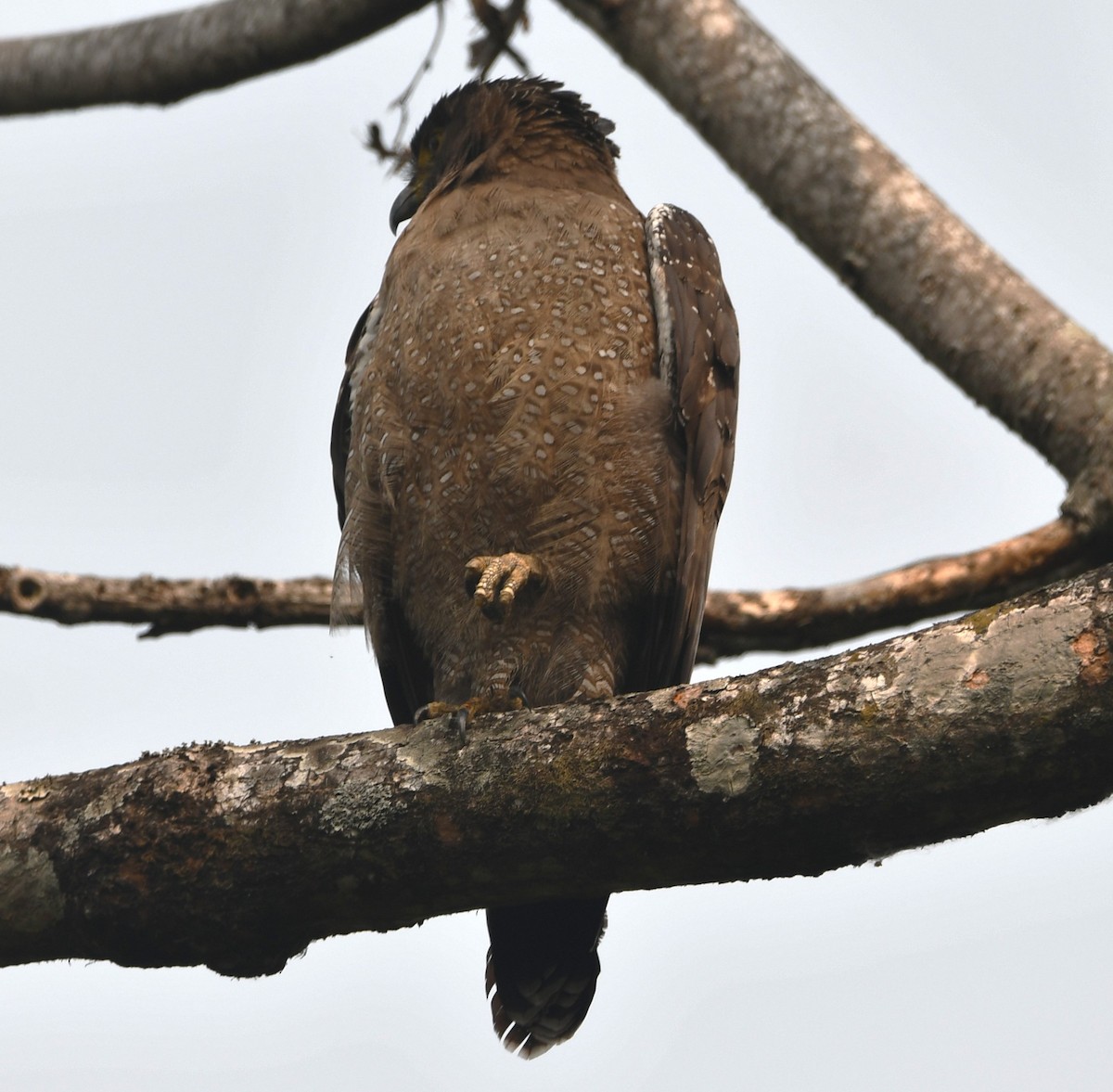 Haubenschlangenadler - ML620441238