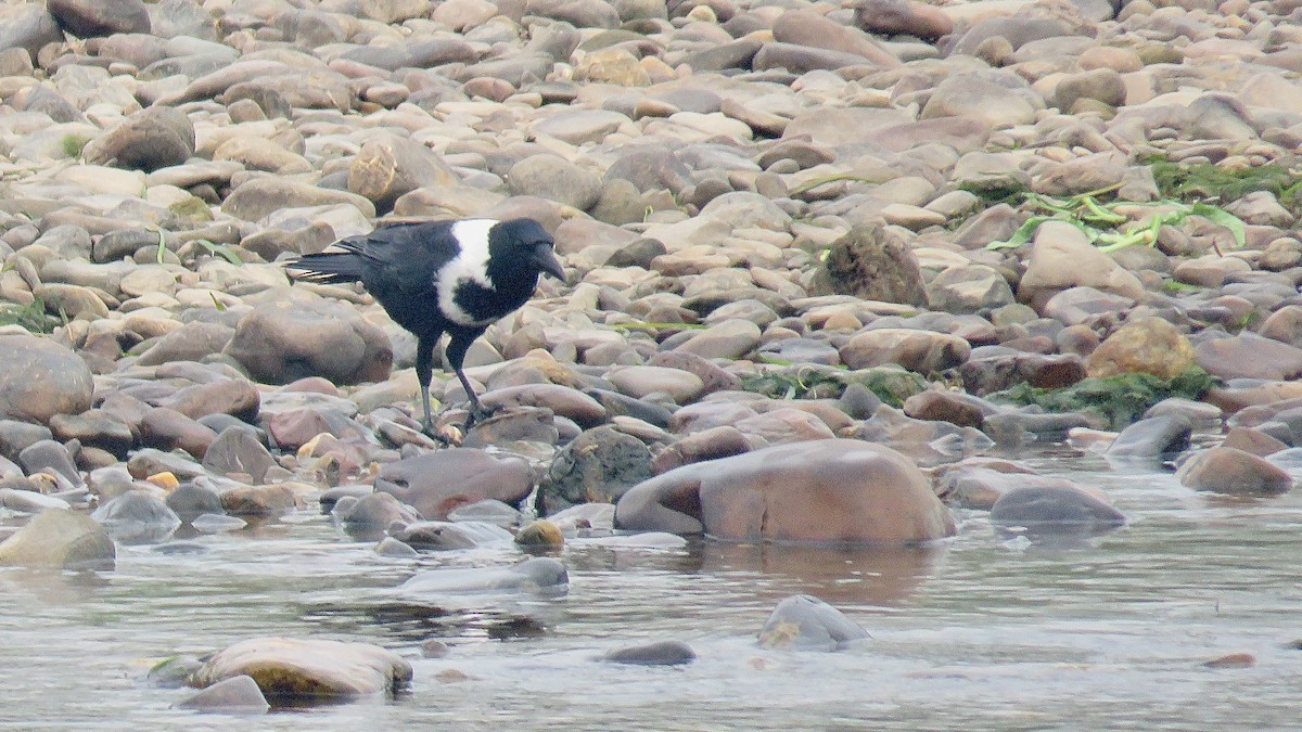 Collared Crow - ML620441244