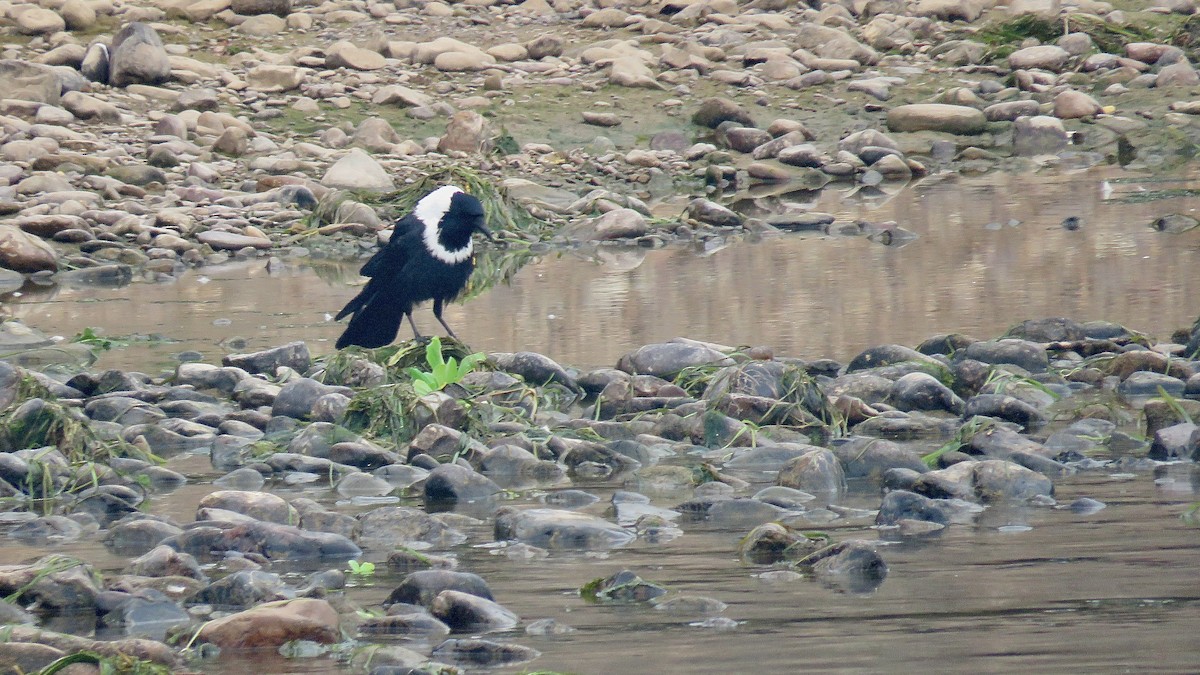 Collared Crow - ML620441245