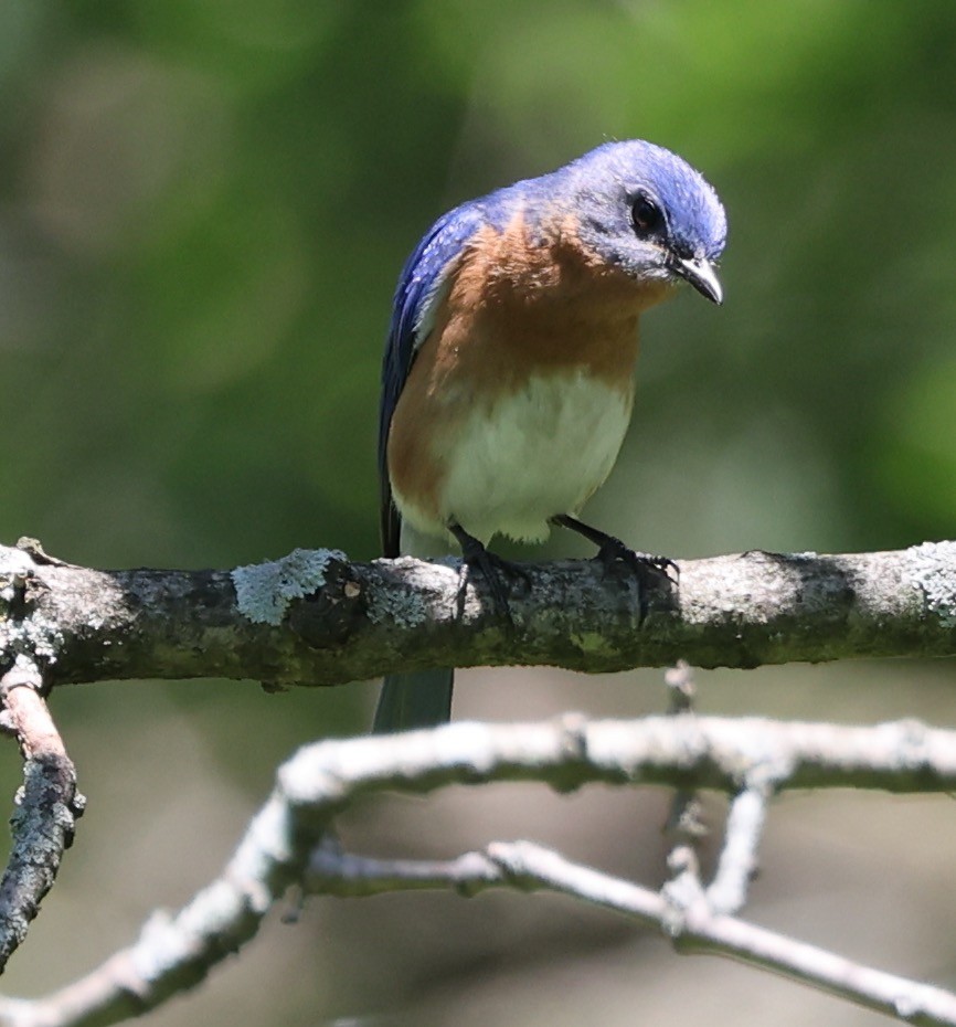 Eastern Bluebird - ML620441248