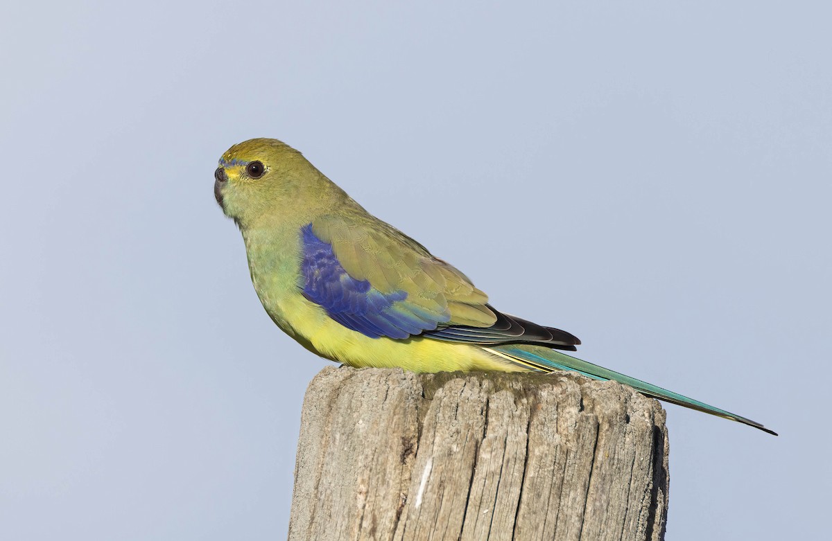 Blue-winged Parrot - ML620441256