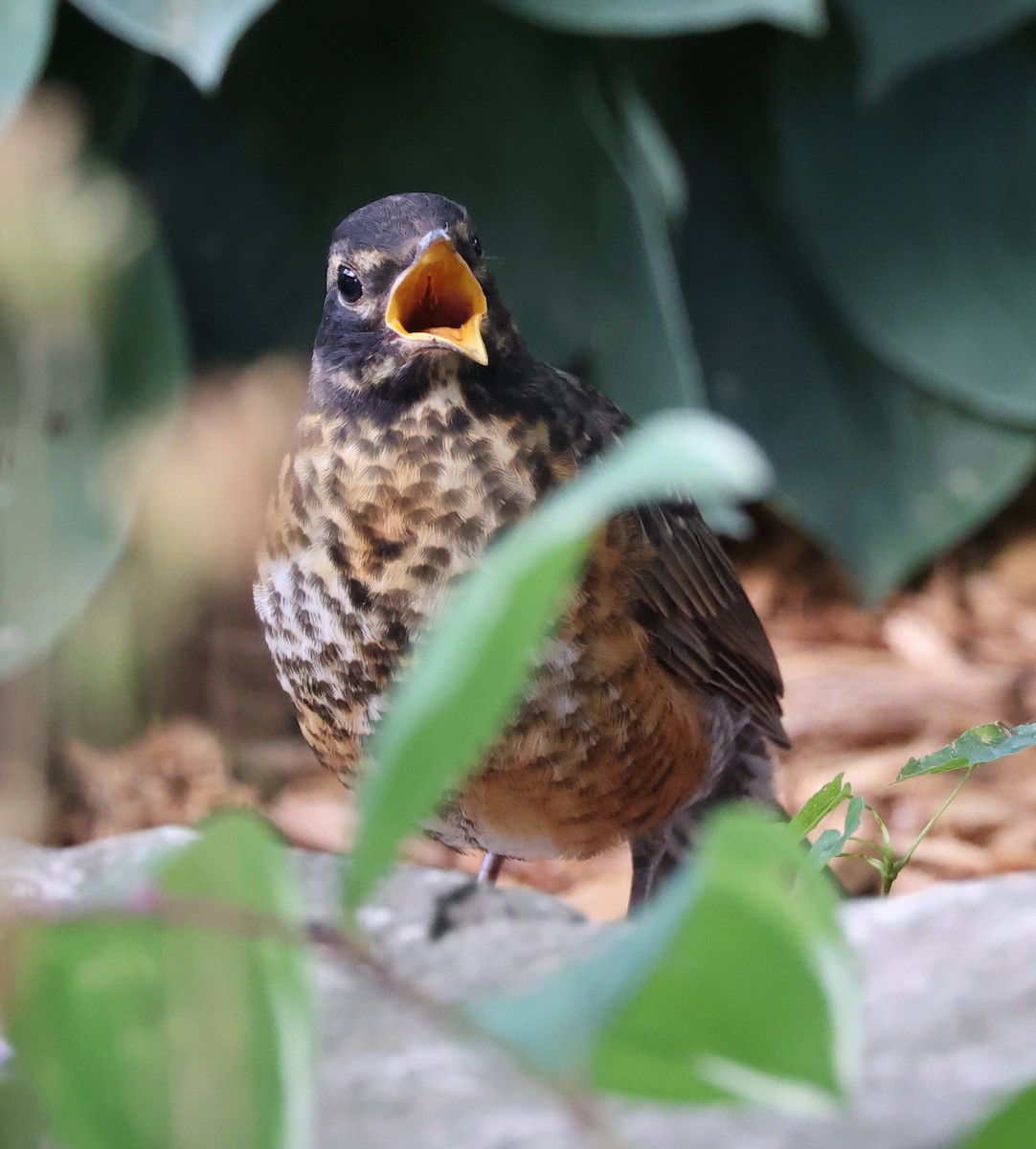 American Robin - ML620441257