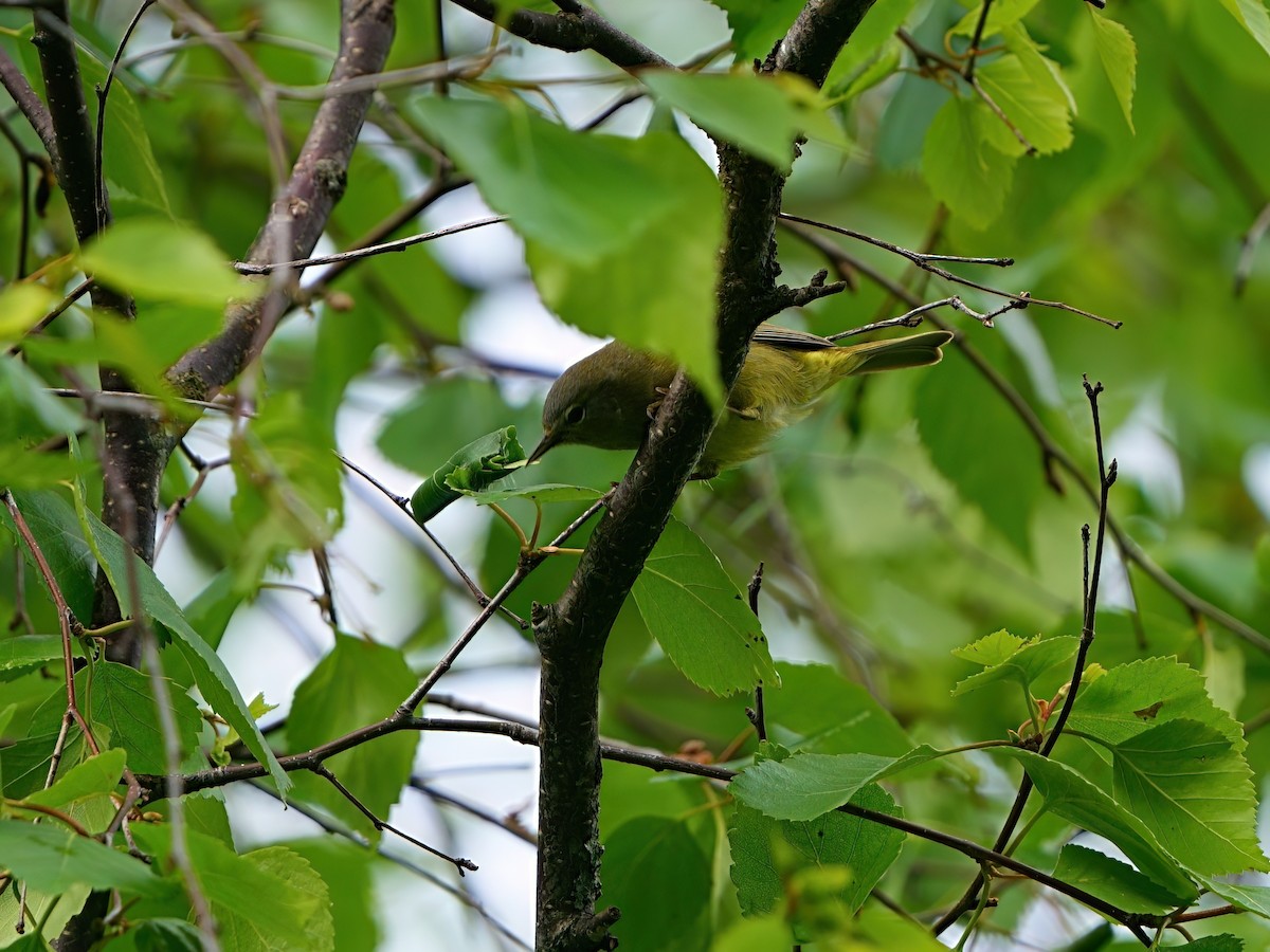 Orange-crowned Warbler - ML620441259