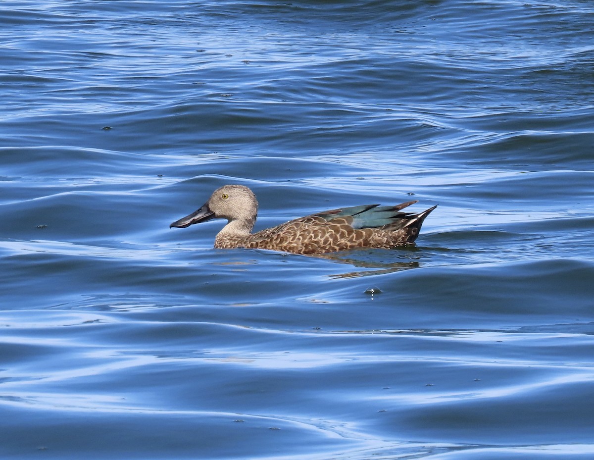 Cape Shoveler - ML620441261