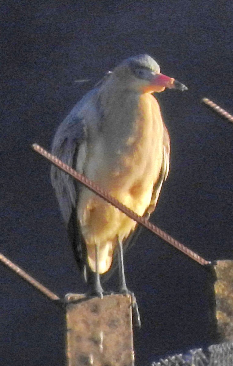 Garza Chiflona - ML620441265