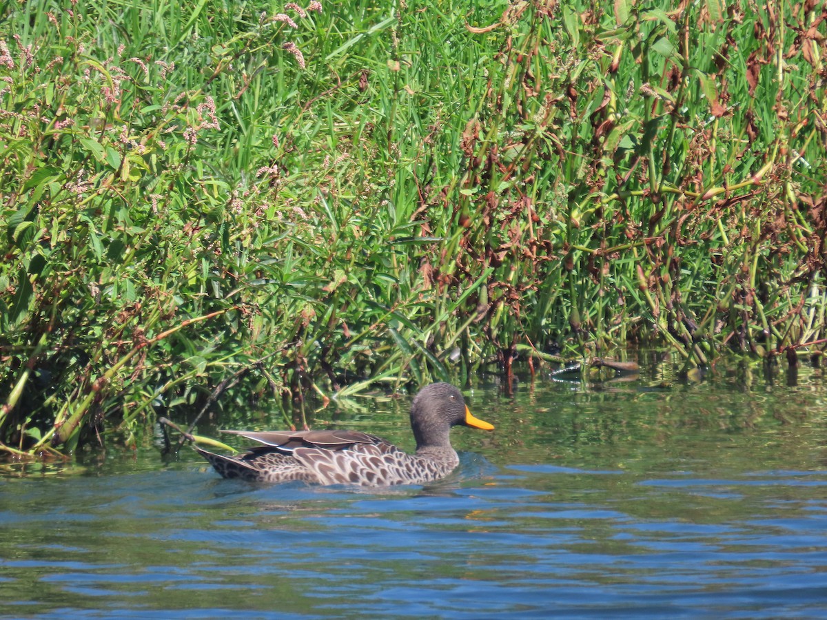 Yellow-billed Duck - ML620441270