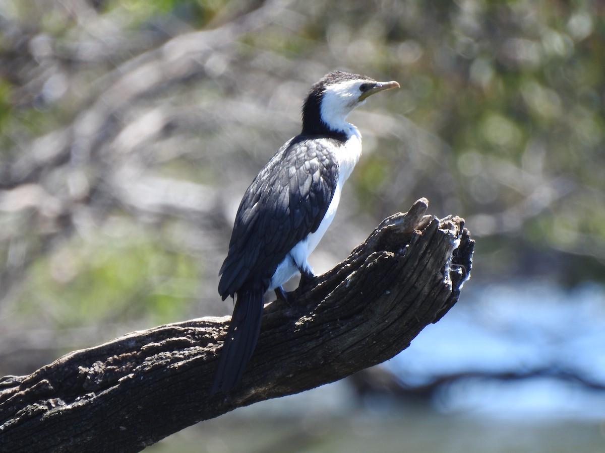 Little Pied Cormorant - Hannah Elliott