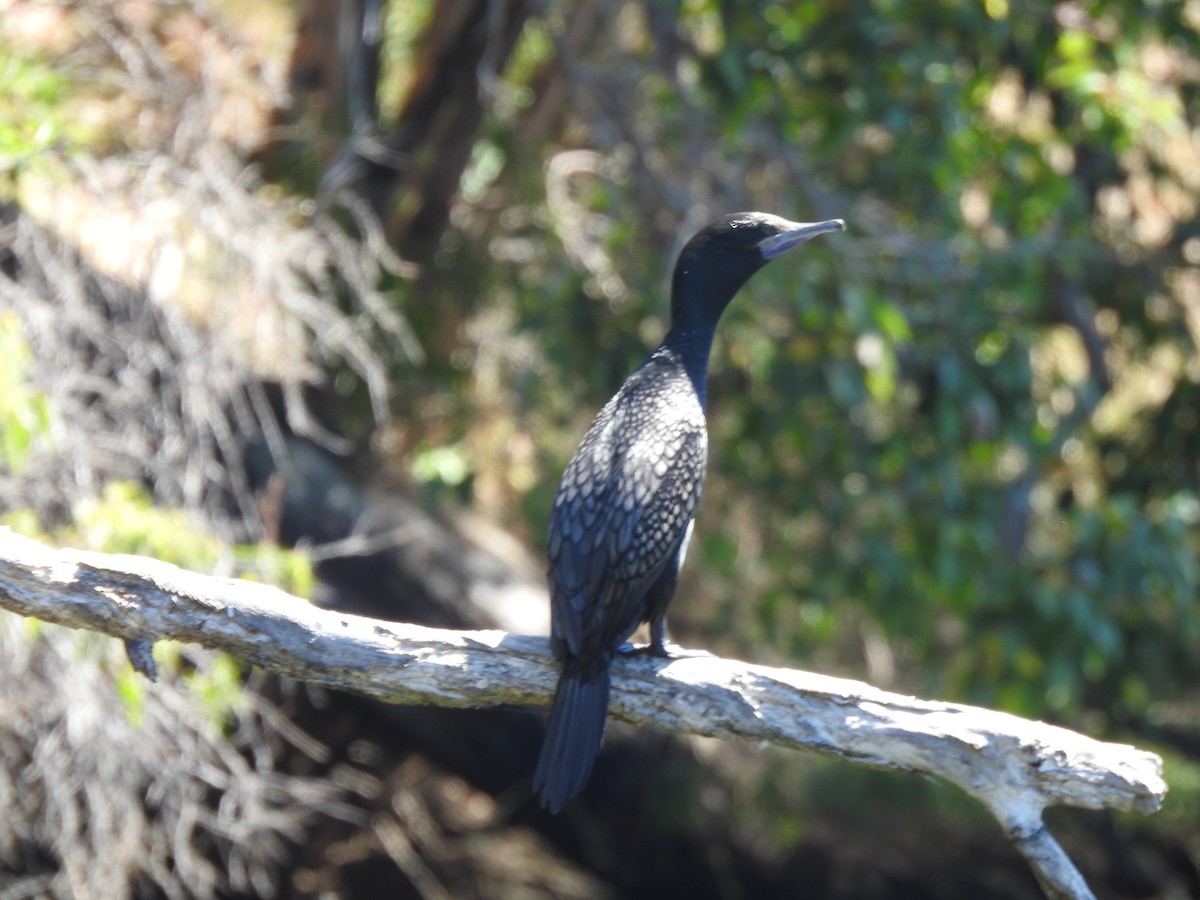 Little Black Cormorant - ML620441274