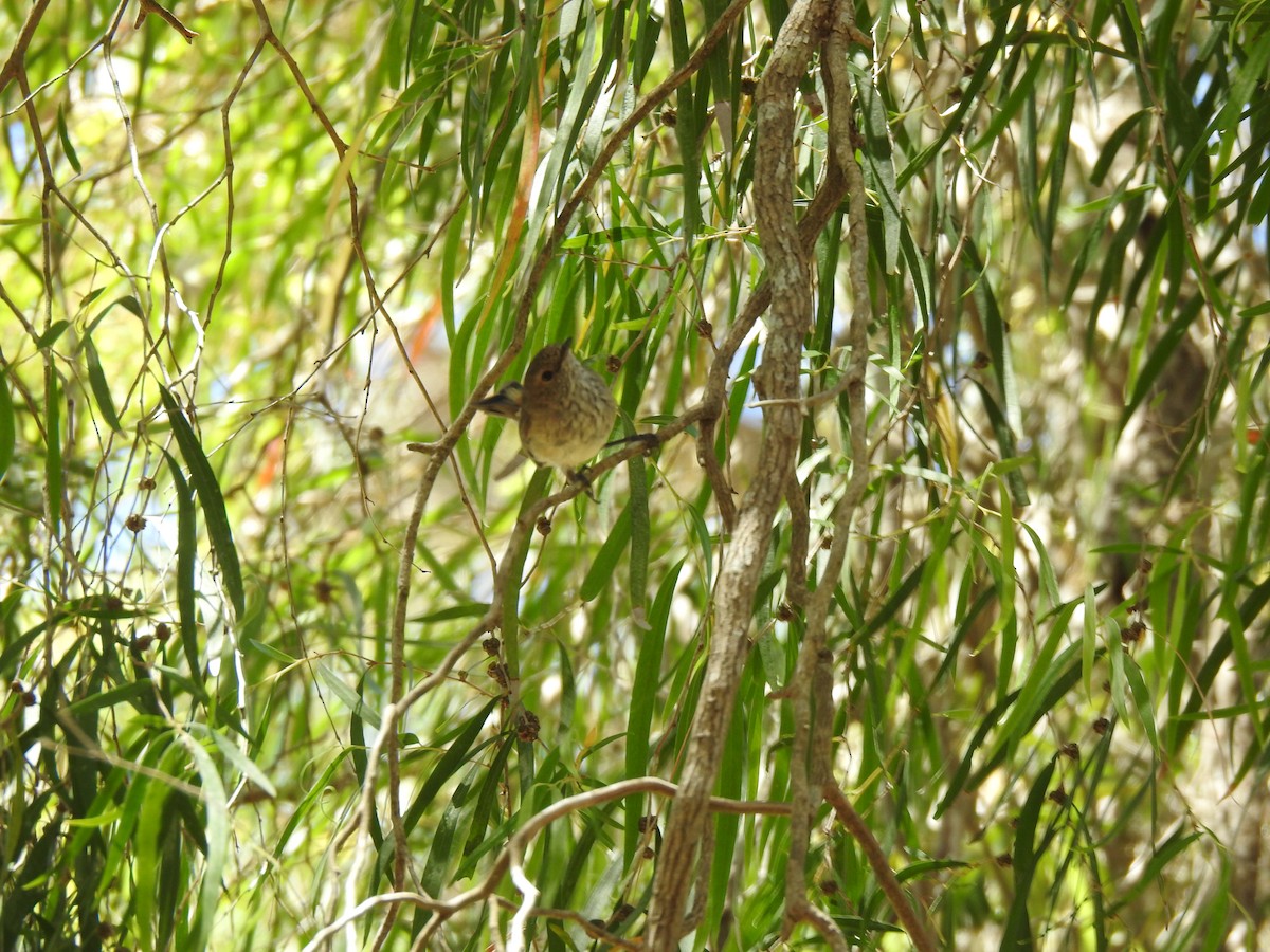 Inland Thornbill - ML620441279