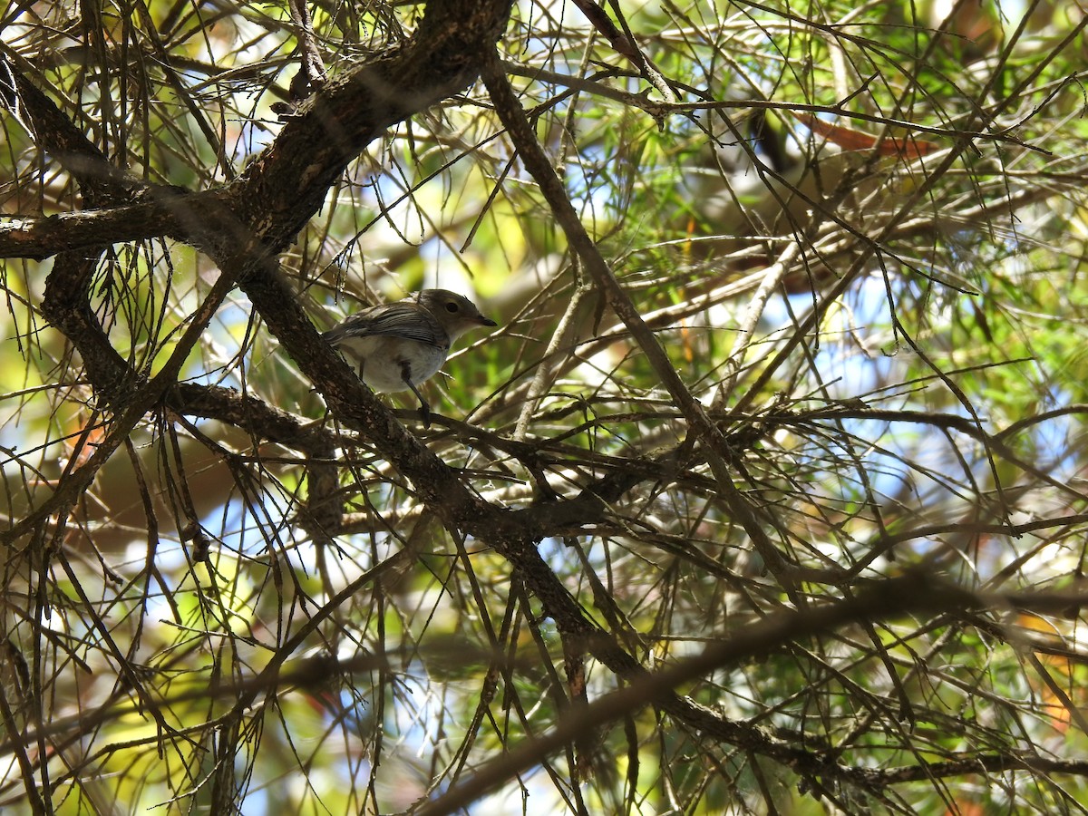 passerine sp. - ML620441281