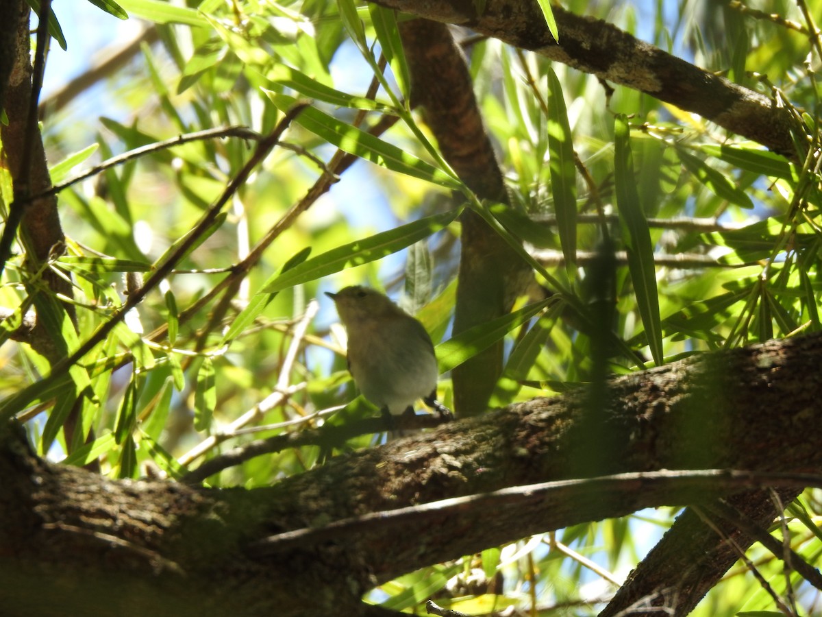 passerine sp. - ML620441284