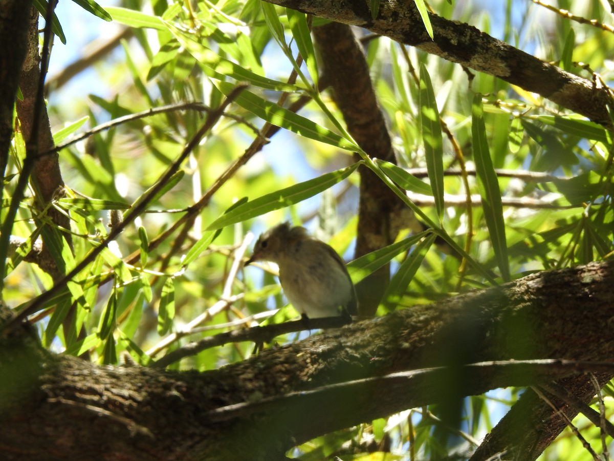 passerine sp. - ML620441285