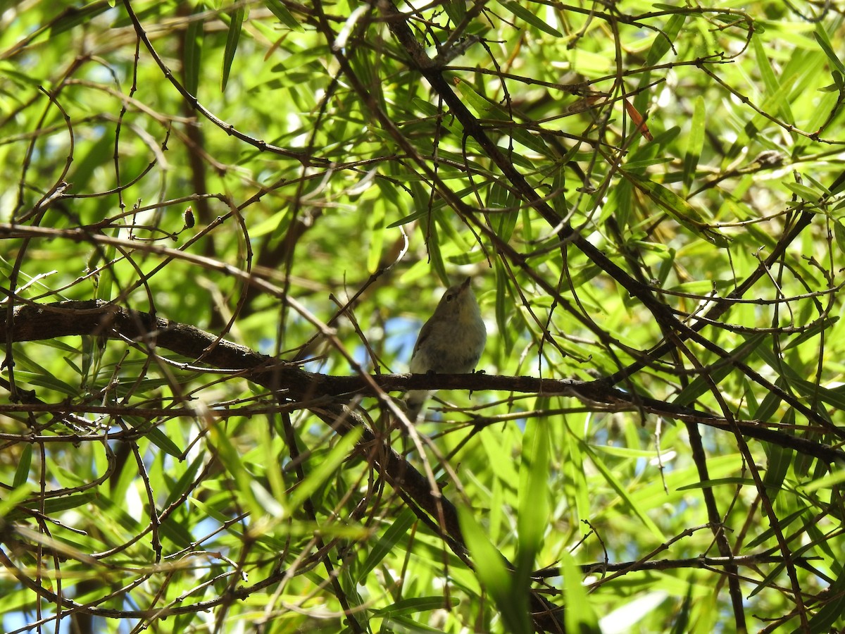 ub. spurvefugl (Passeriformes sp.) - ML620441290