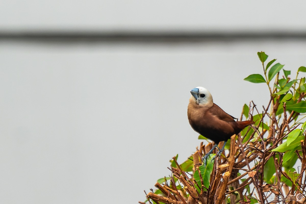 White-headed Munia - ML620441301