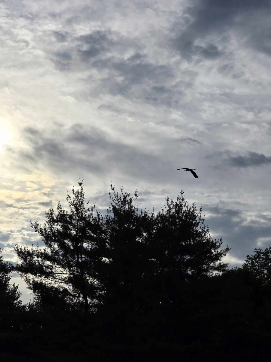 Great Blue Heron - ML620441303