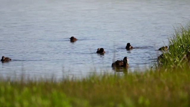 Common Eider (Dresser's) - ML620441311