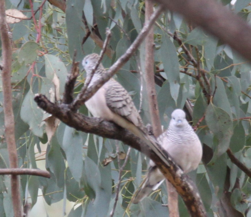 Peaceful Dove - ML620441312