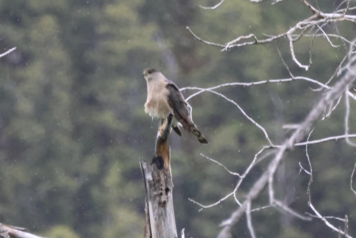 Cooper's Hawk - ML620441313