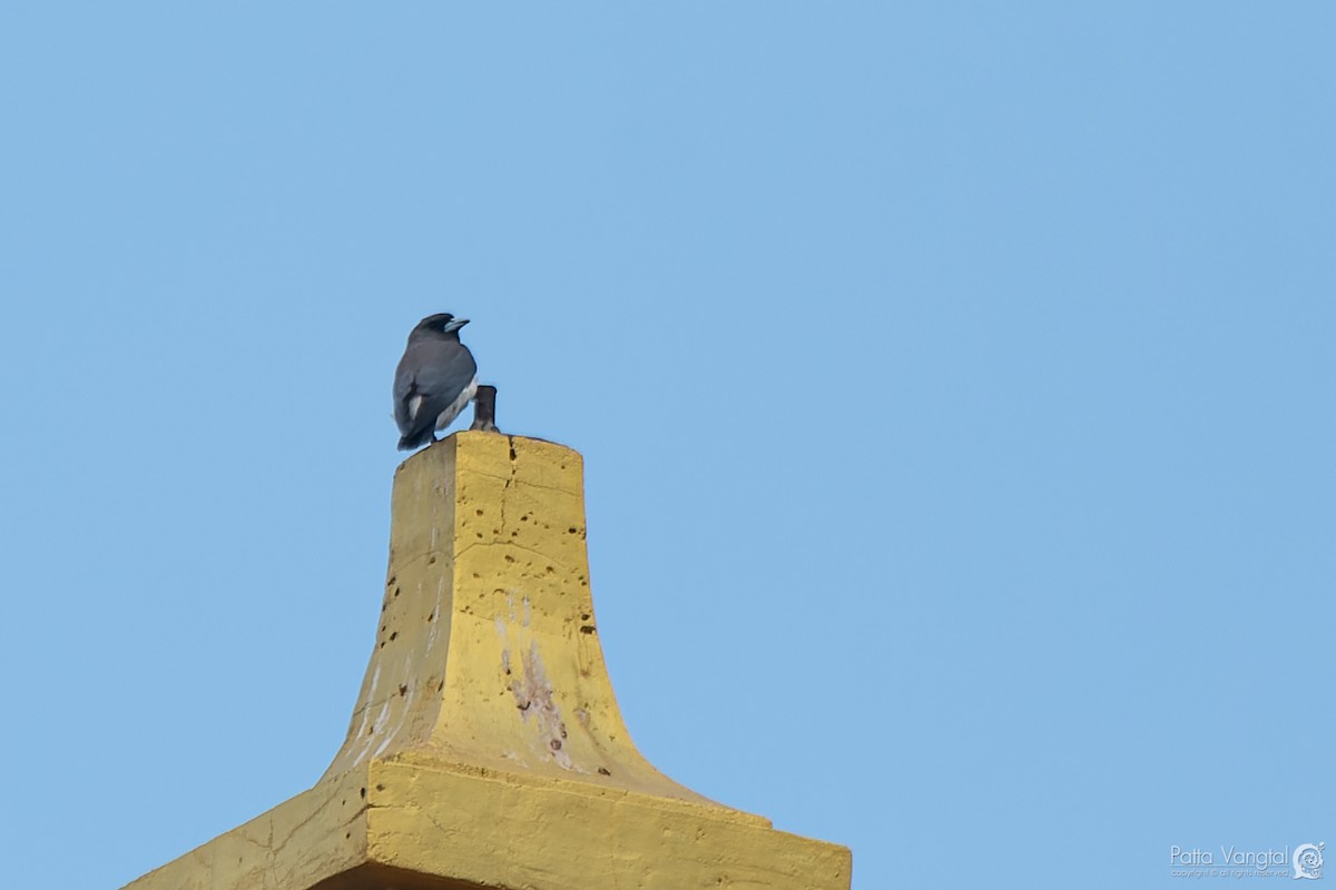 White-breasted Woodswallow - ML620441317