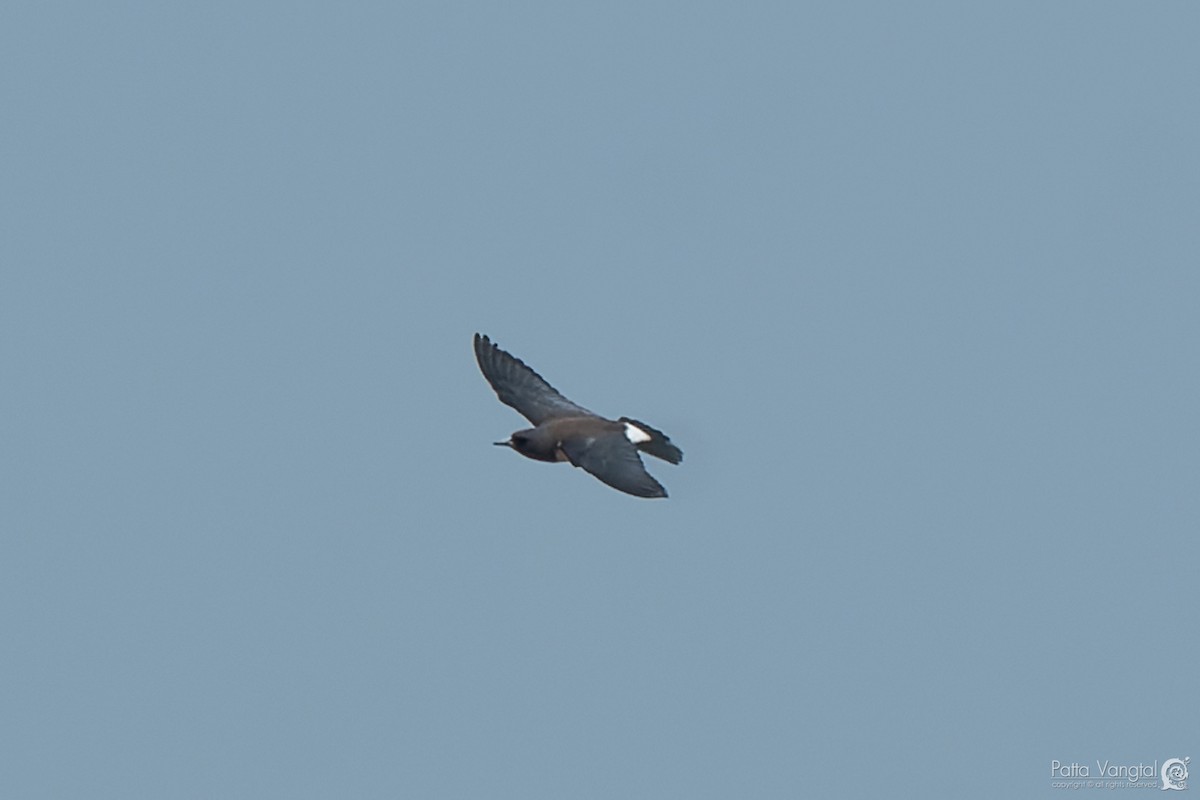 White-breasted Woodswallow - ML620441318