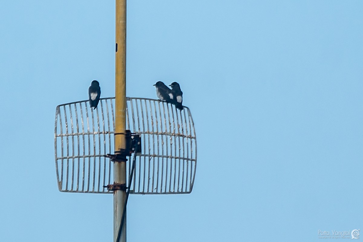 White-breasted Woodswallow - ML620441319