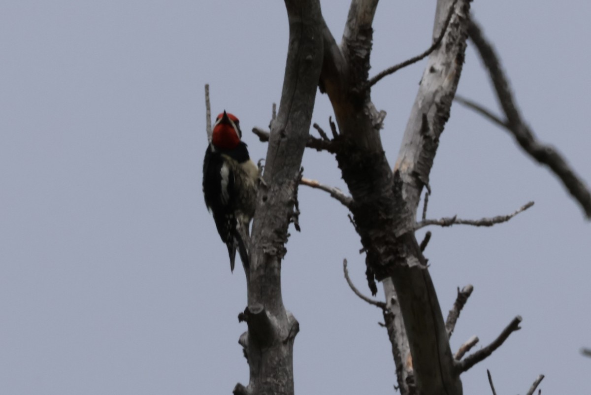 Red-naped Sapsucker - Pete Fenner