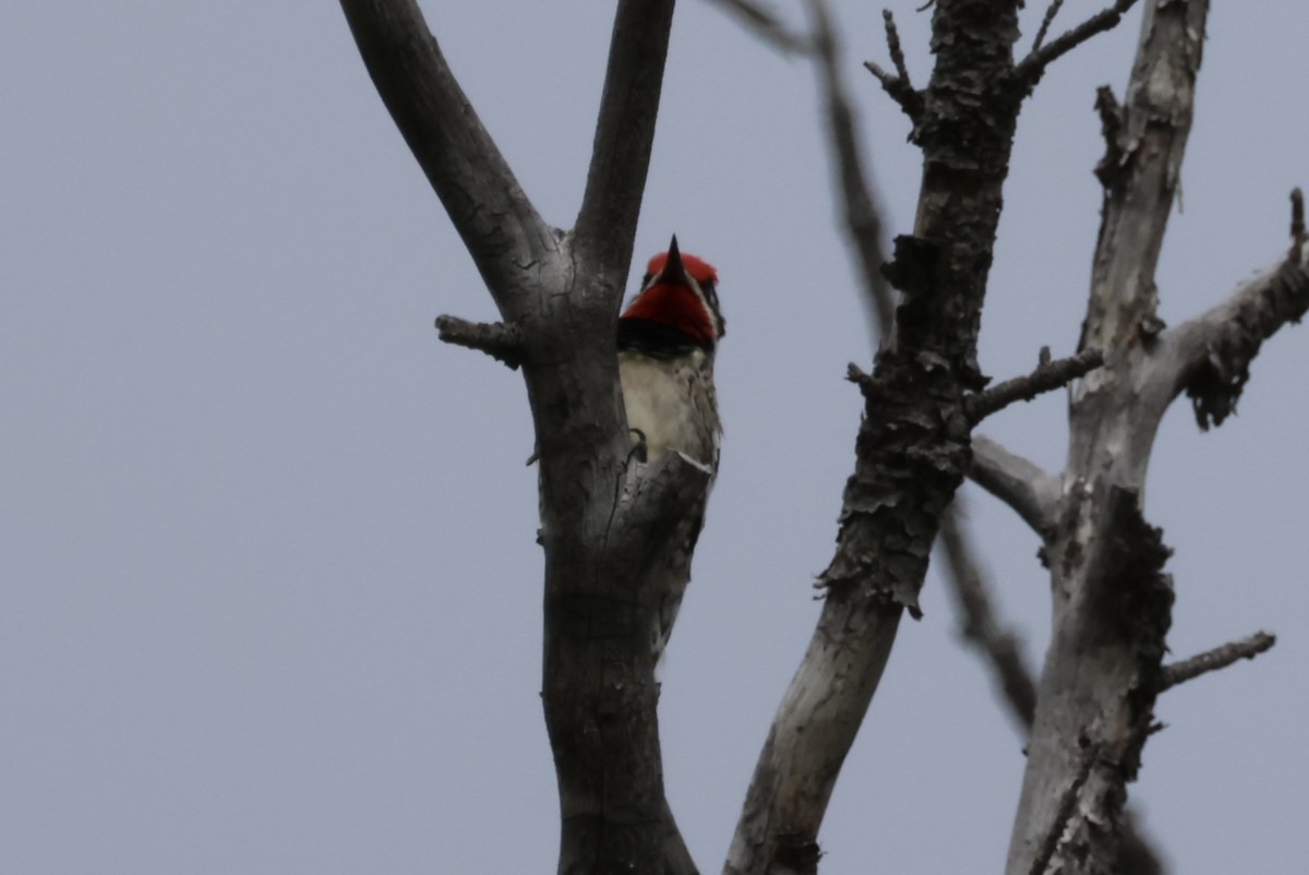 Red-naped Sapsucker - ML620441325