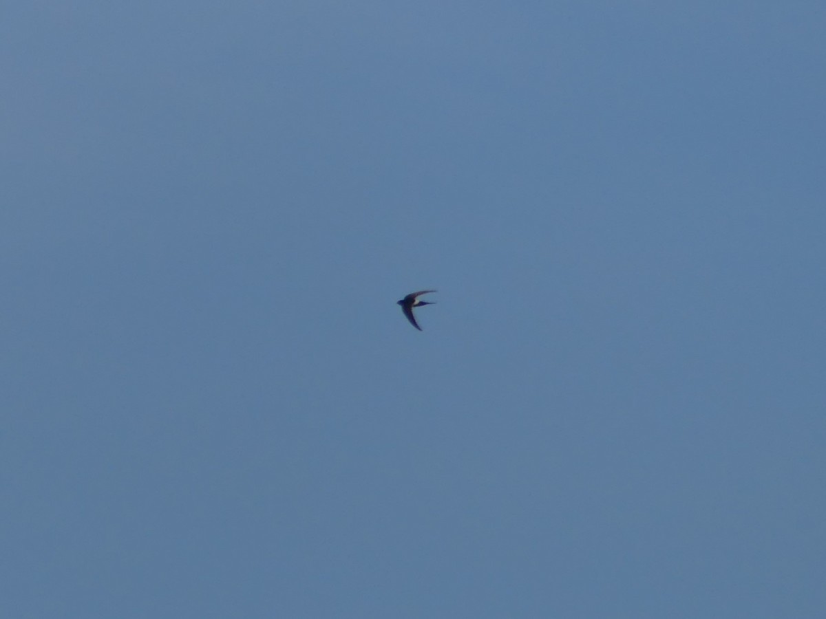 White-rumped Swift - ML620441329