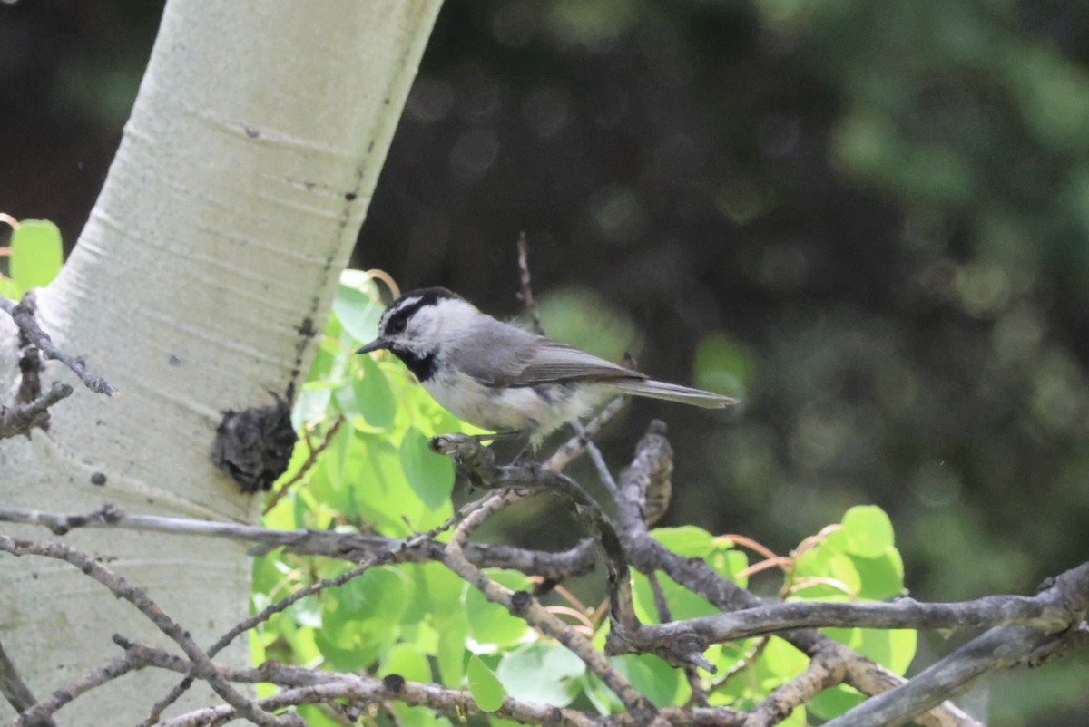 Mountain Chickadee - ML620441332