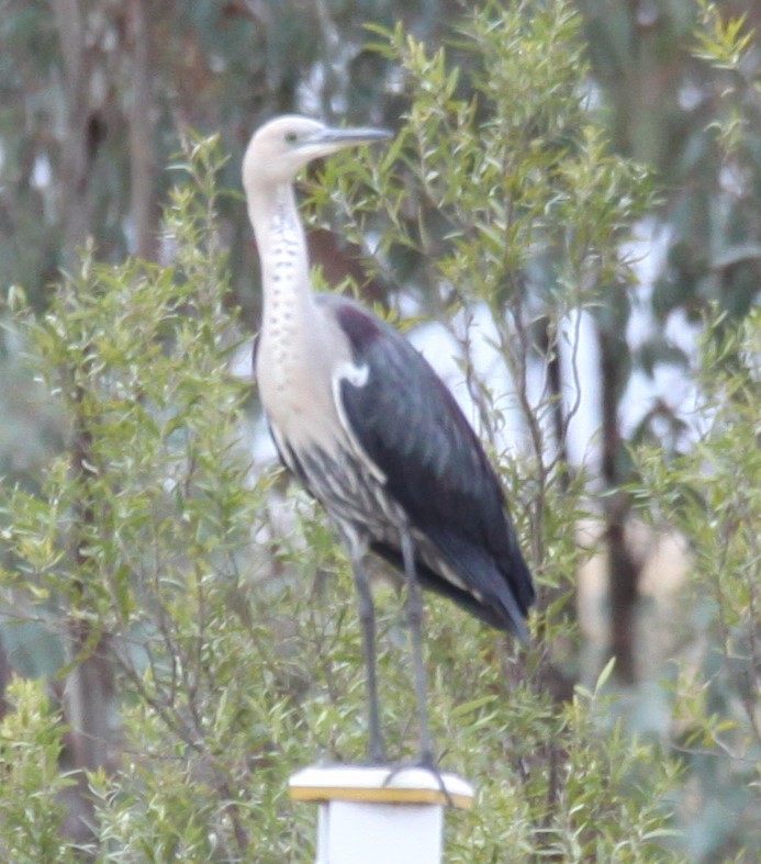 Garza Cuelliblanca - ML620441333