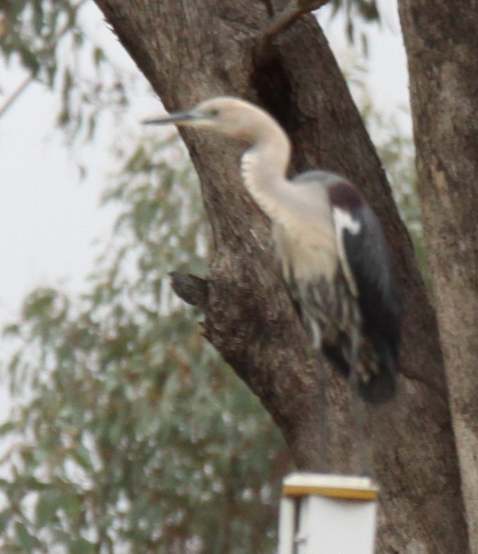 Pacific Heron - ML620441334