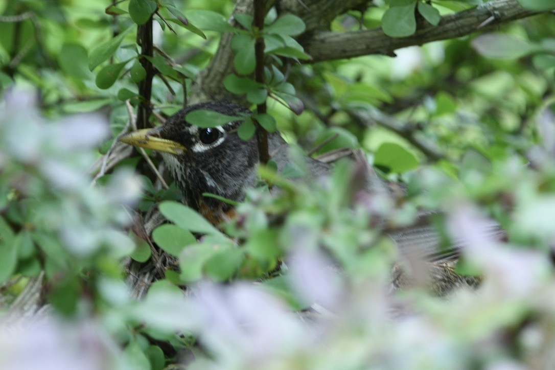 American Robin - ML620441338