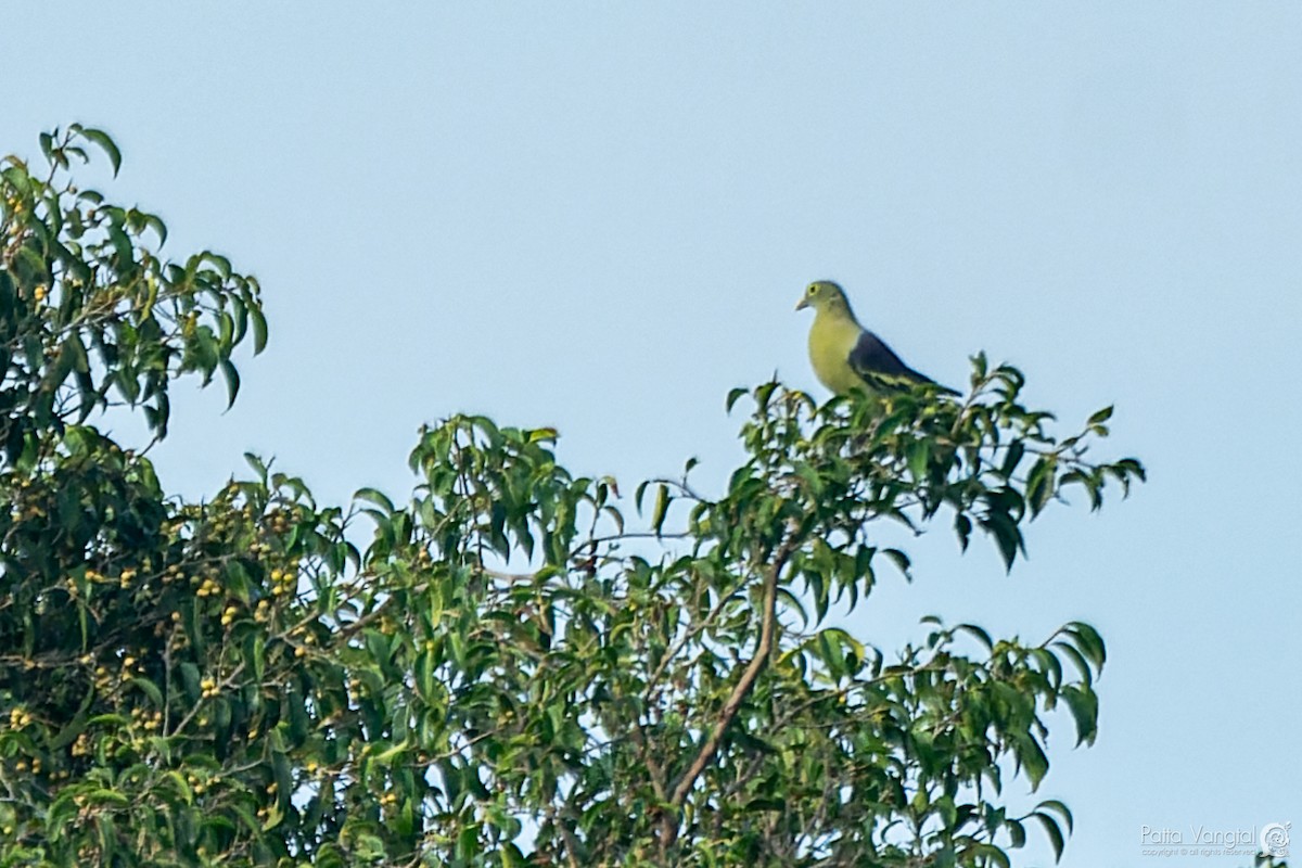 Gray-cheeked Green-Pigeon - ML620441339