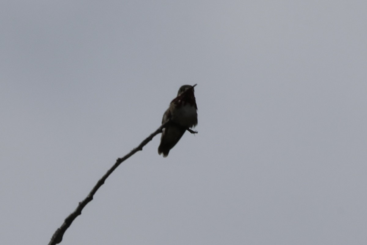 Calliope Hummingbird - ML620441340