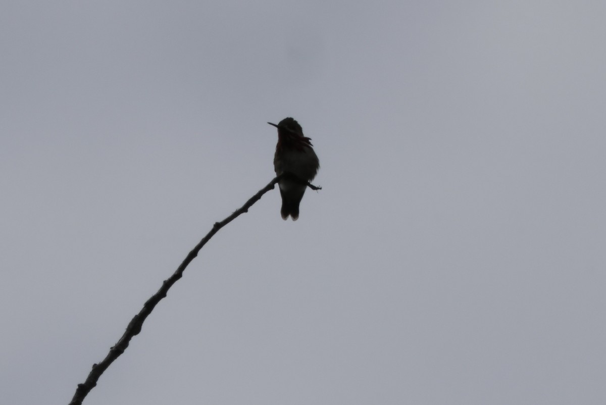 Calliope Hummingbird - ML620441341