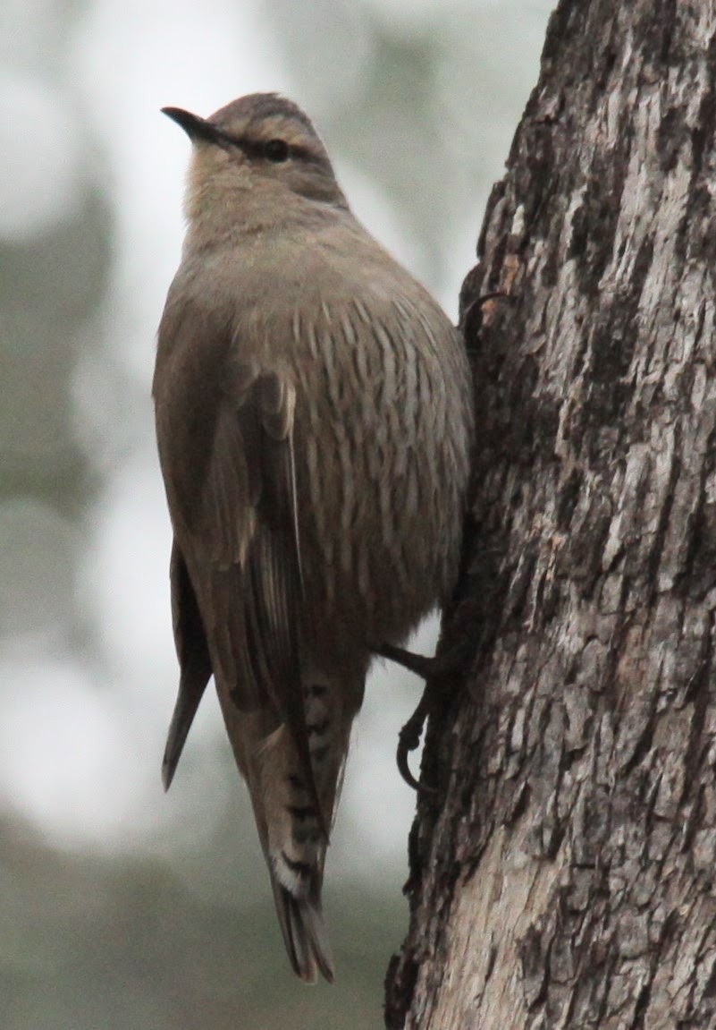 Brown Treecreeper - ML620441345