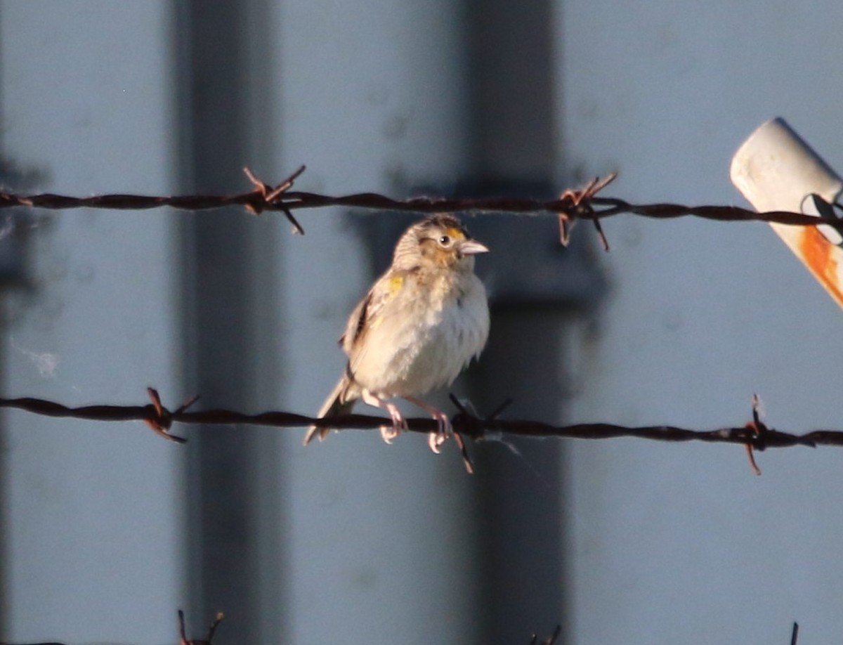 Grasshopper Sparrow - ML620441350