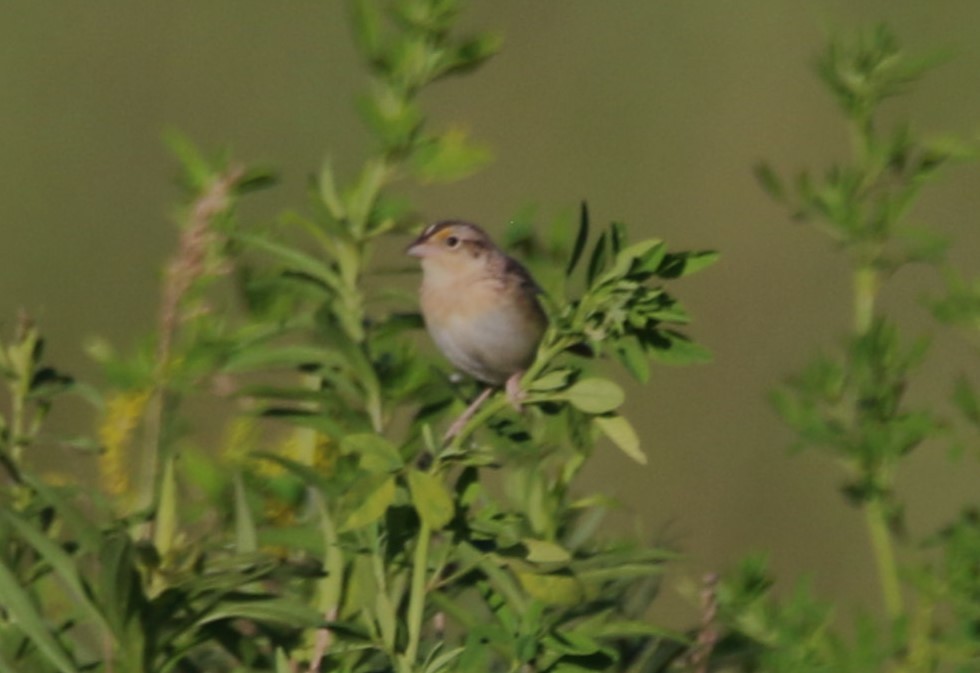 Grasshopper Sparrow - ML620441351